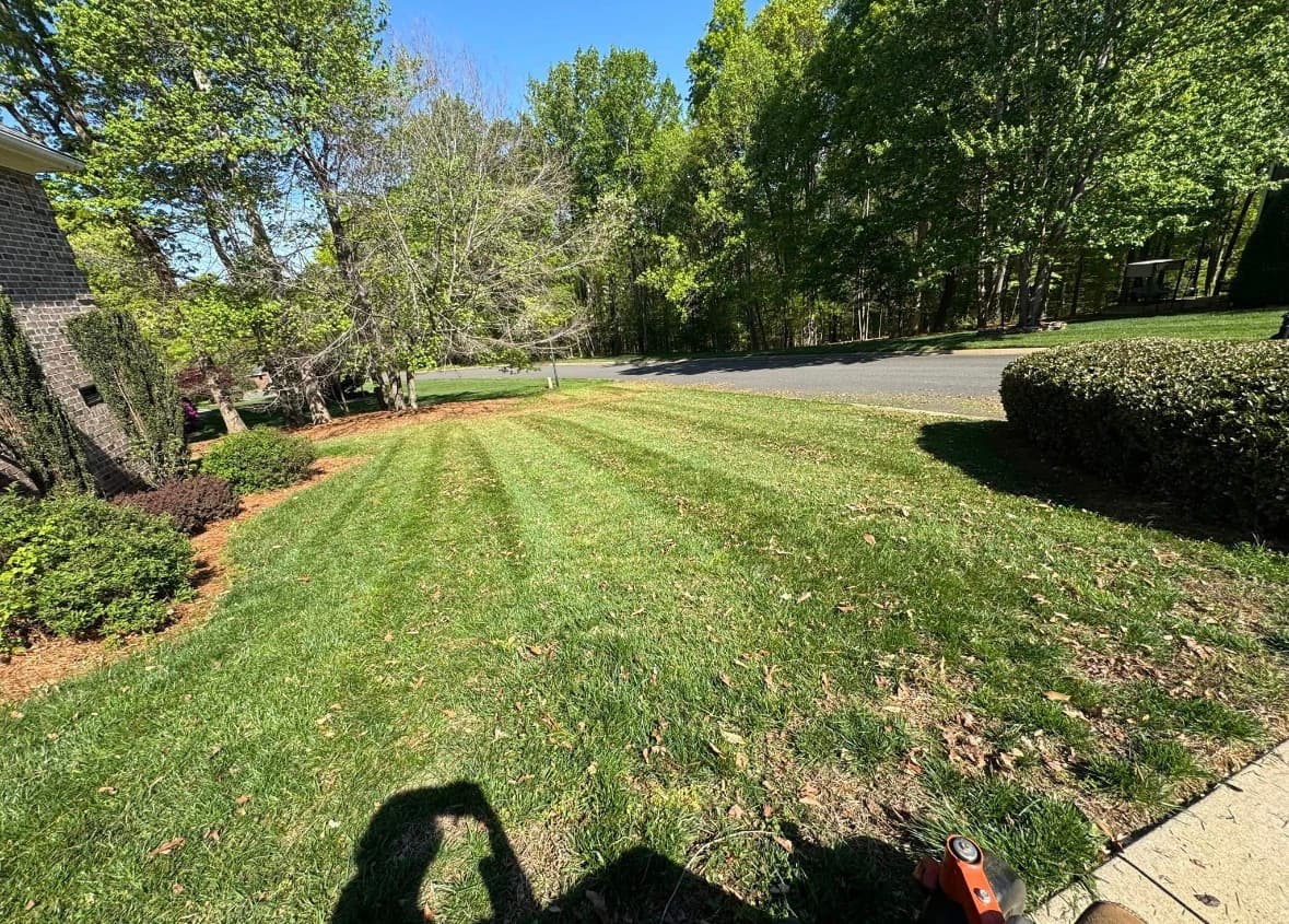 Grass cut clean